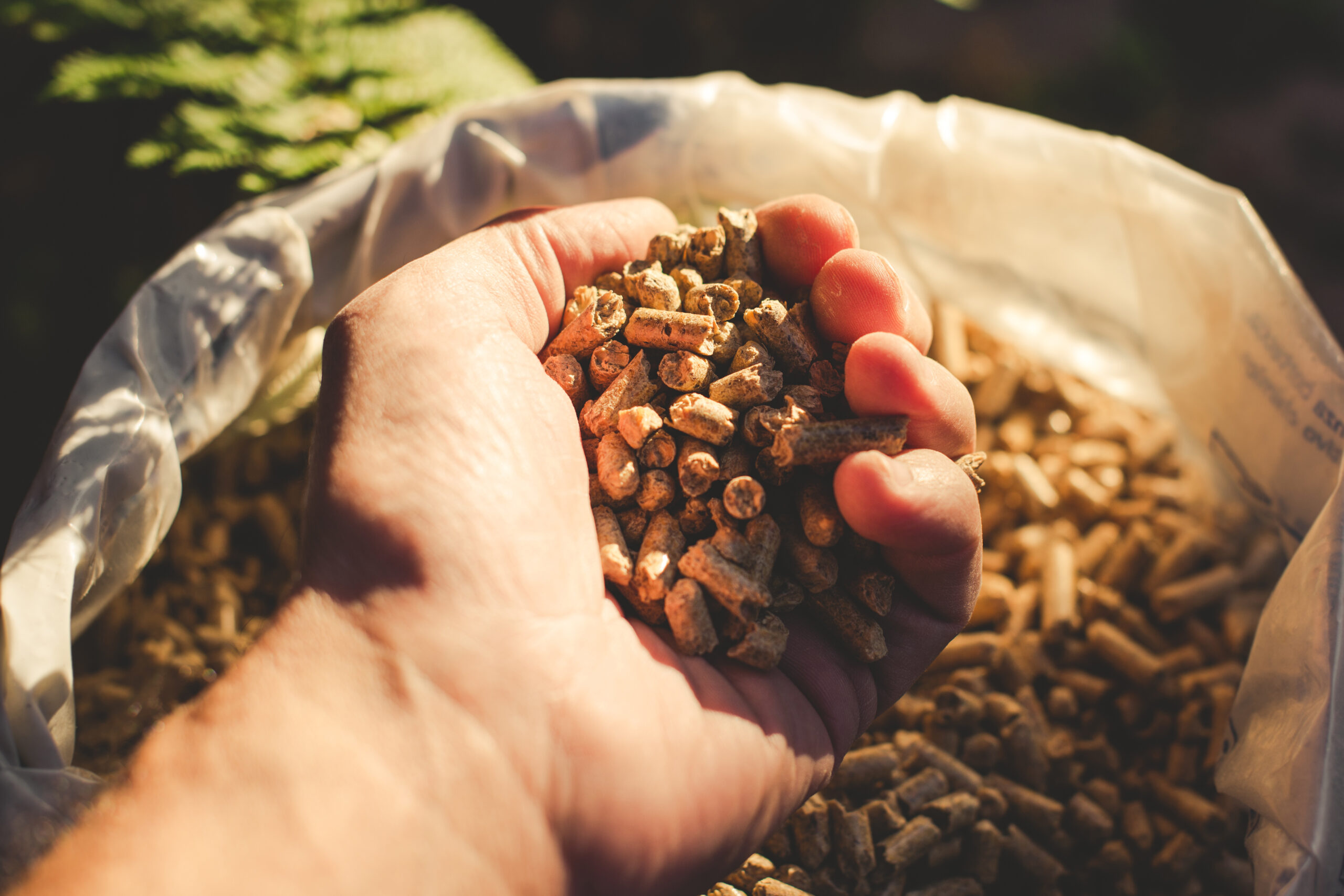 Biomass Biomass