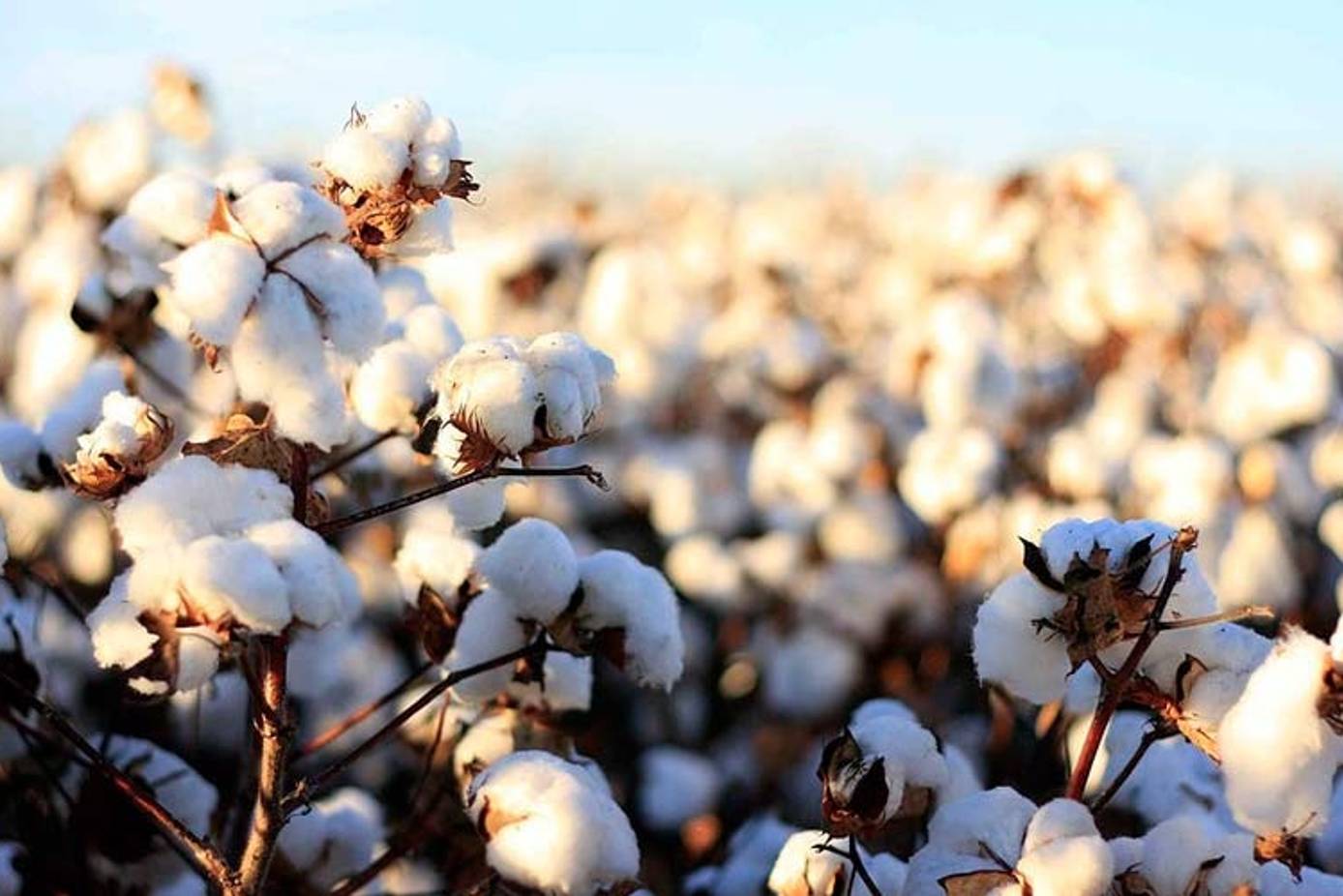 Organic cotton Organic cotton