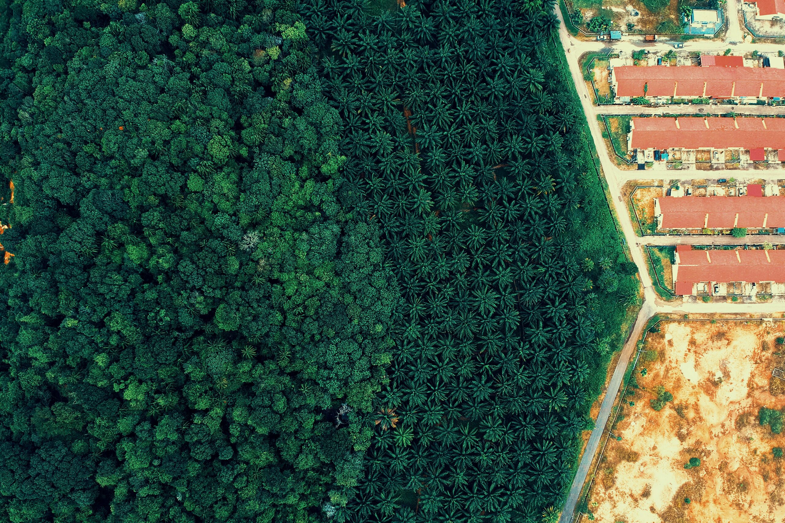 RSPO-palm-oil RSPO-palm-oil