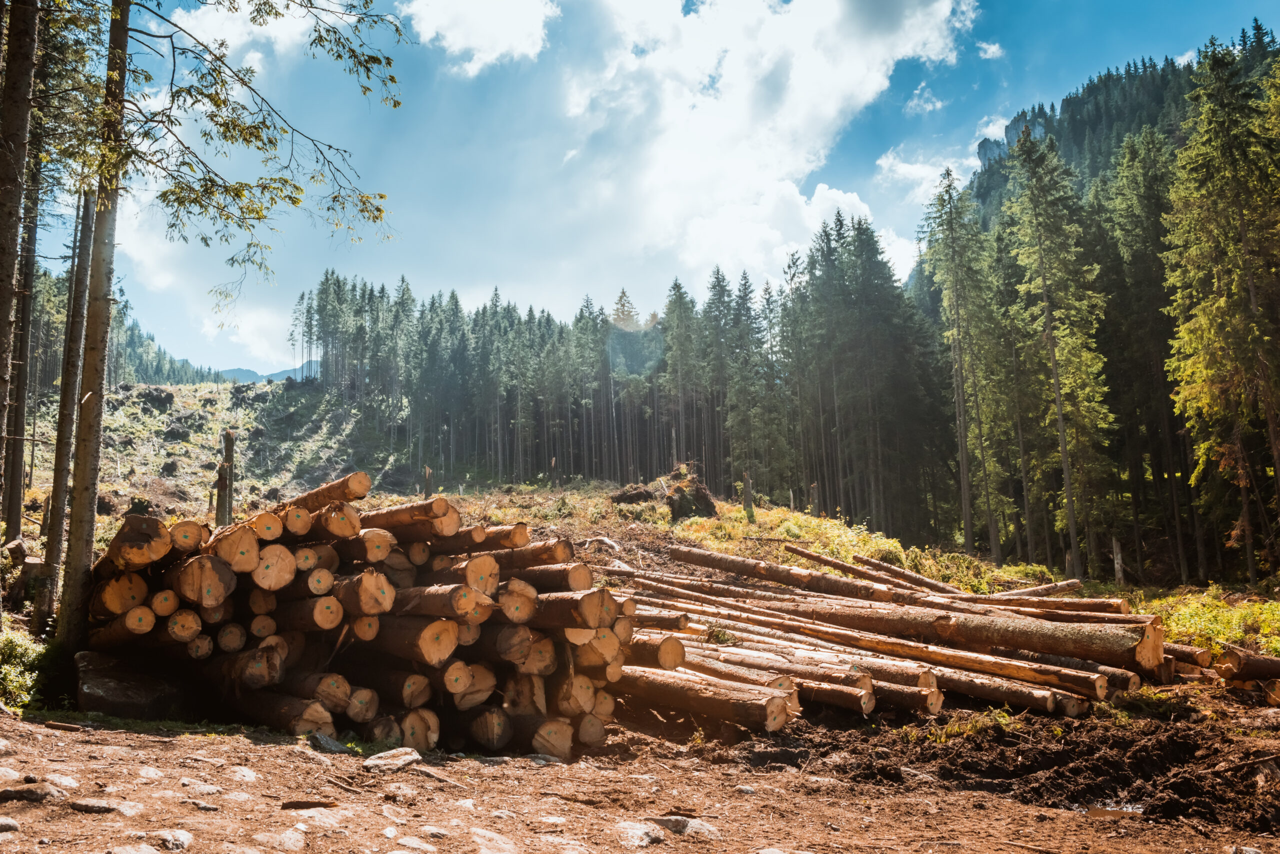 EU Timber Regulation EU Timber Regulation