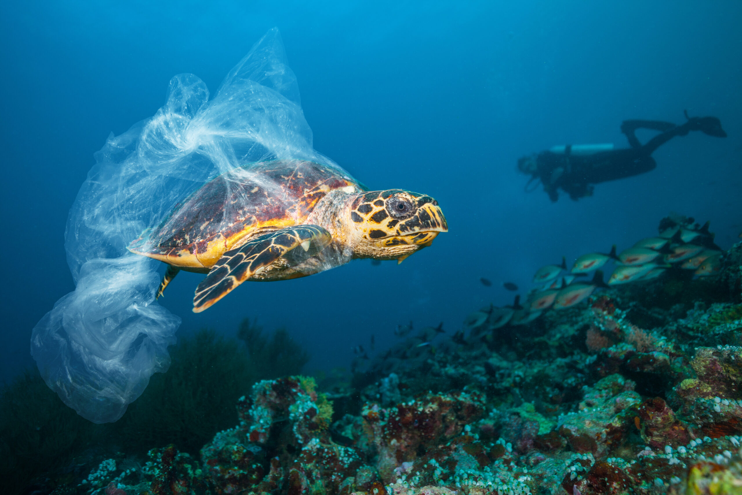Plastic pollution ocean Plastic pollution ocean