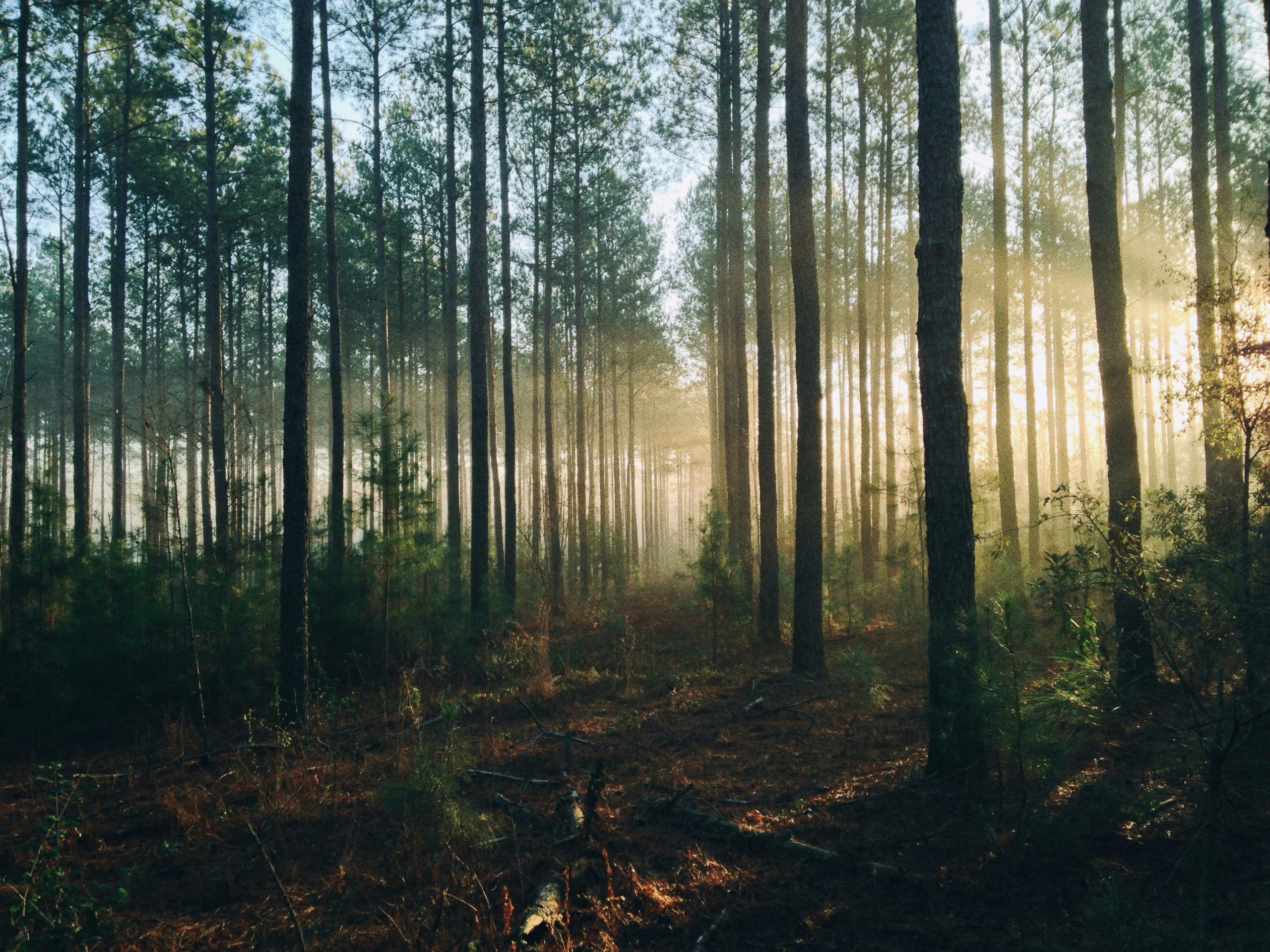 Forest certification Forest certification