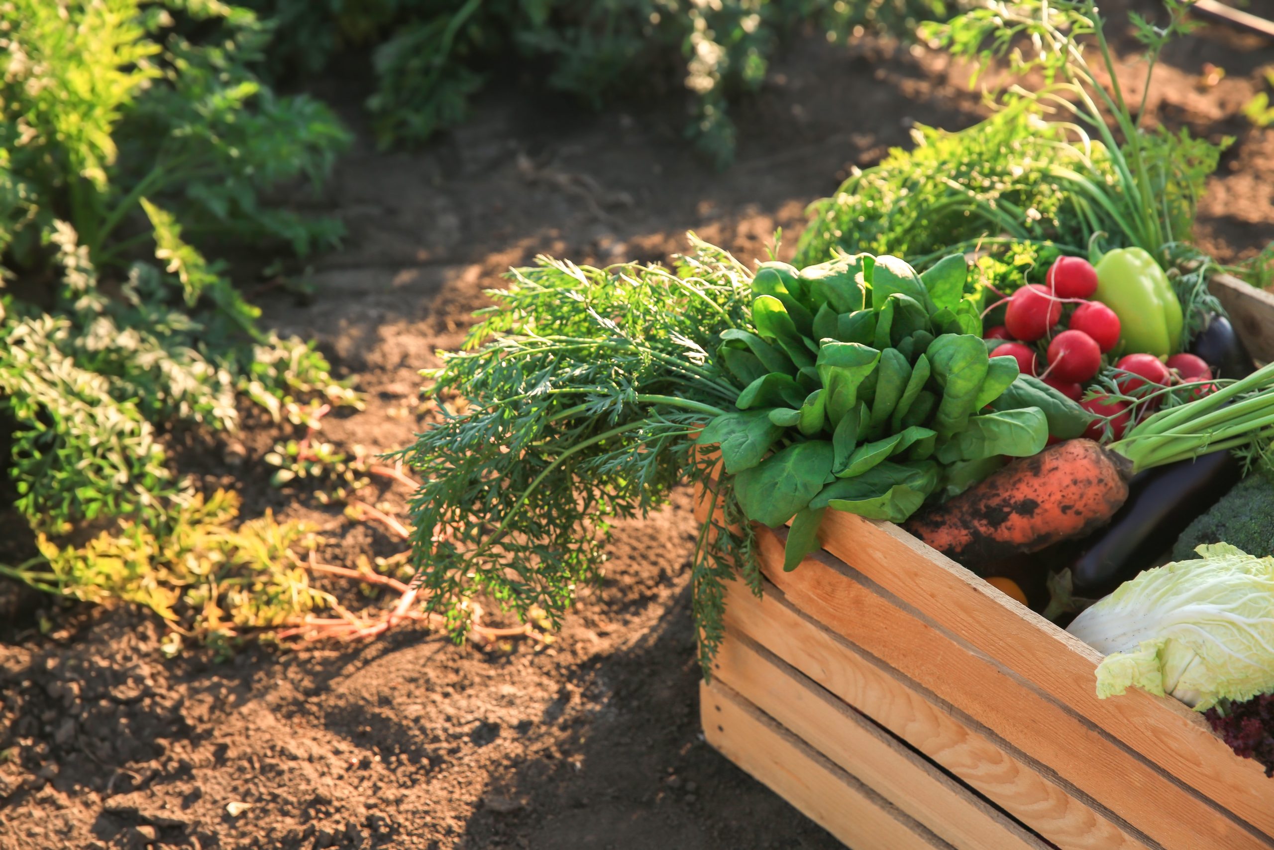 Wooden box with different vegetables outdoors Wooden box with different vegetables outdoors