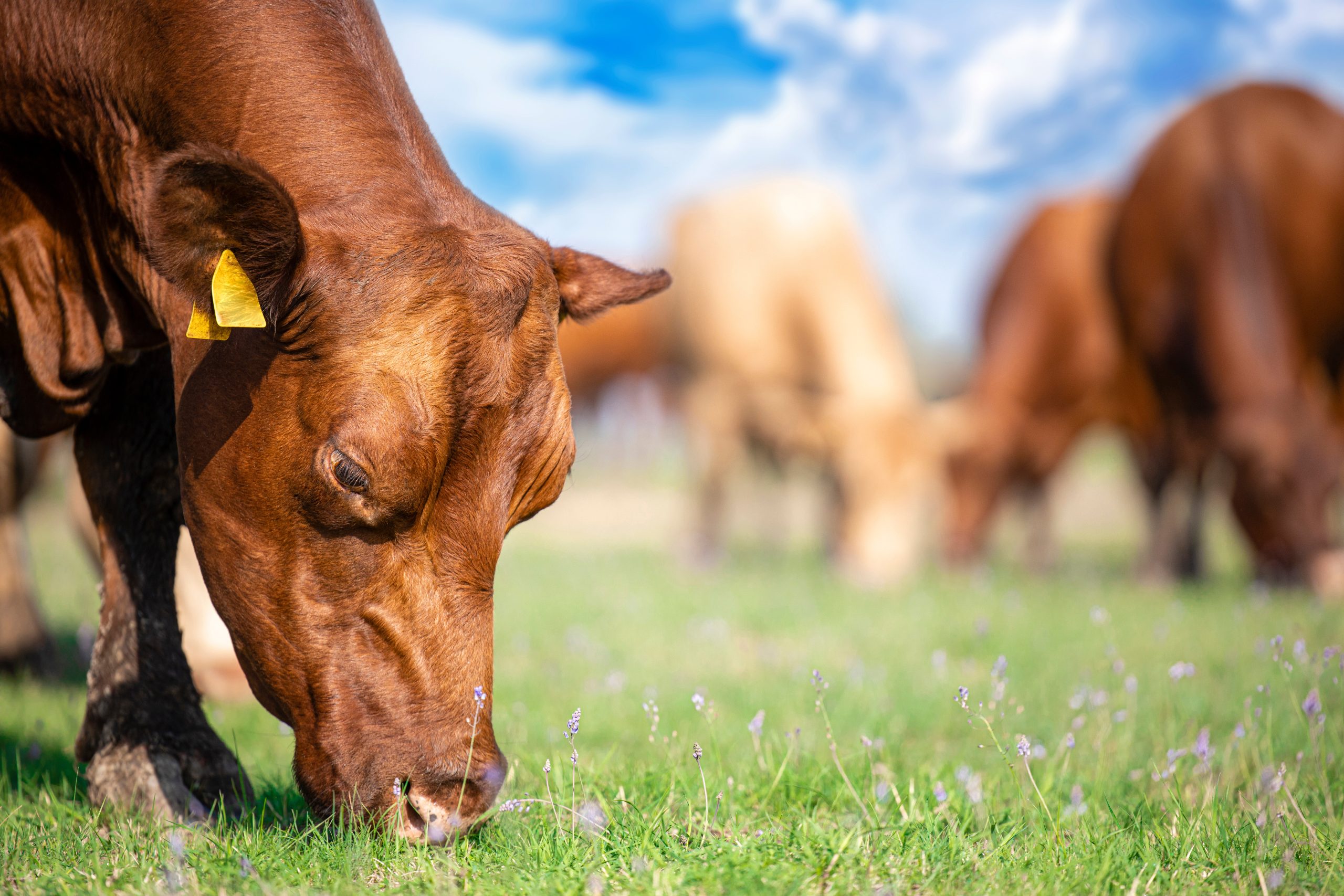Cows eating grass on a sunny day with beautiful scenery. Close u Cows eating grass on a sunny day with beautiful scenery. Close u