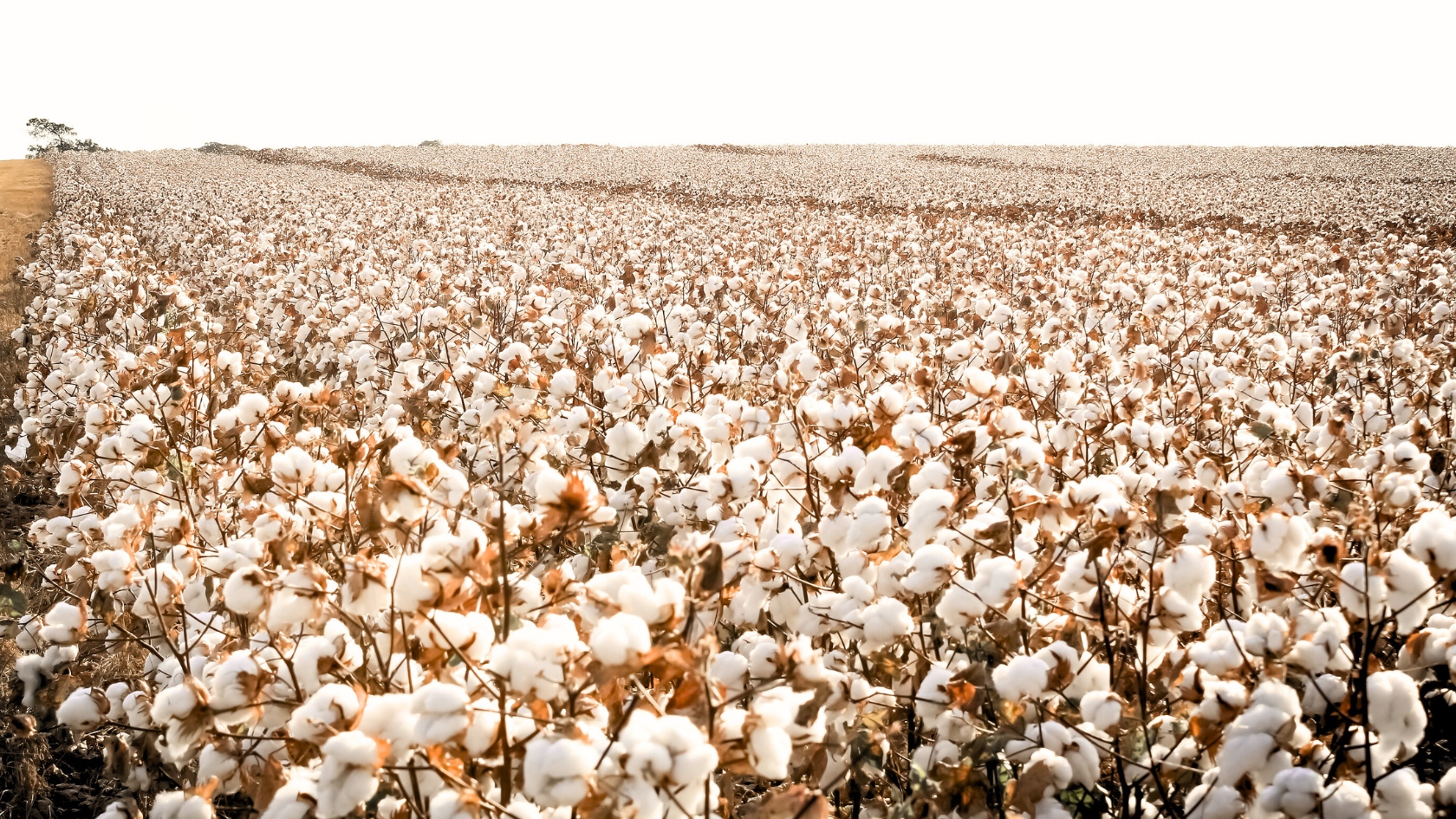 BCI cotton