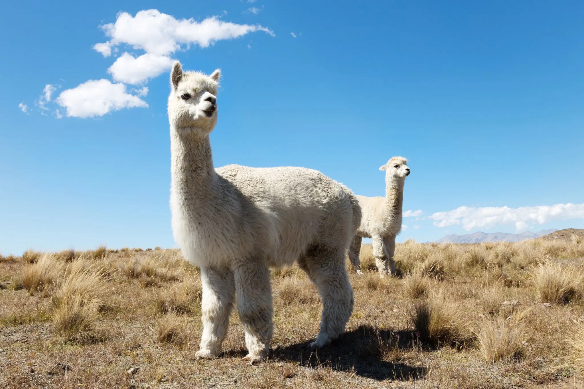 RAS-Responsibe-Alpaca-Standard-2048×1365
